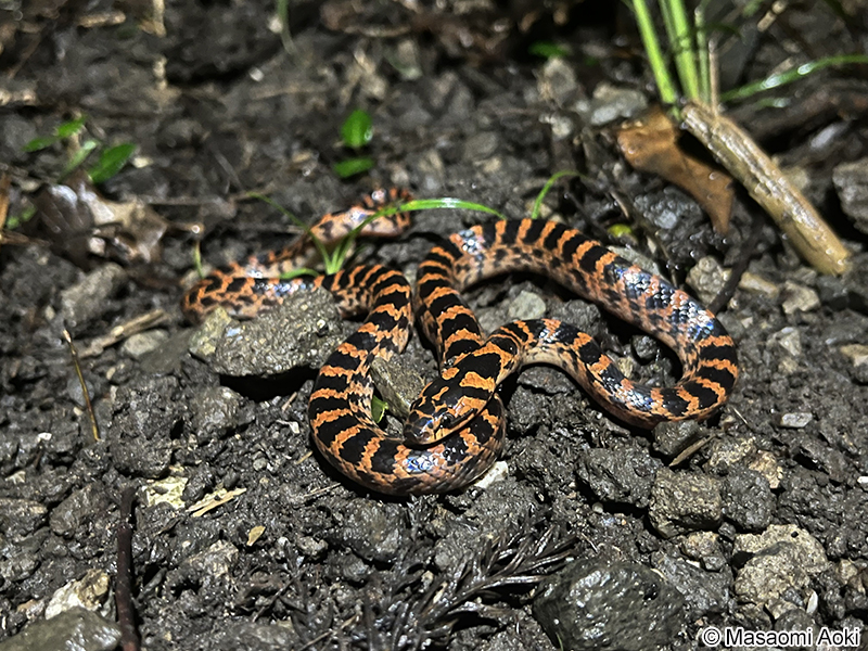 アカマダラの幼体